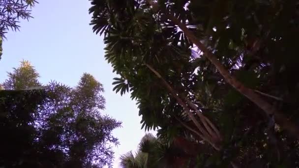 Vista sob as árvores no parque da selva — Vídeo de Stock