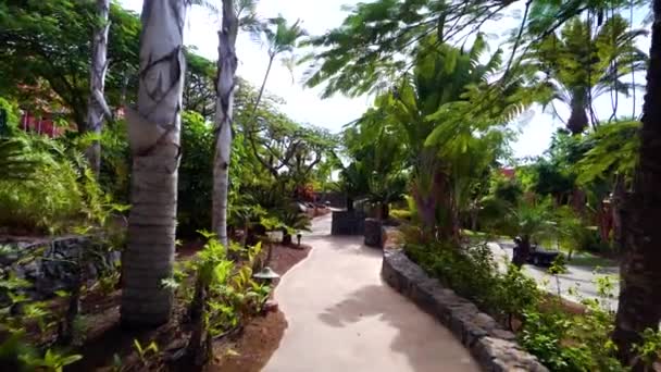 Passeggiare sotto gli alberi di Plam a Tenerife — Video Stock