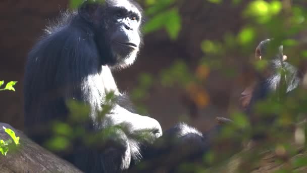 Шимпанзе в зоопарке — стоковое видео