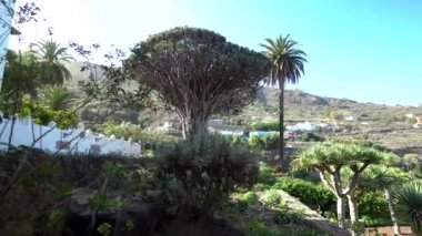 Tenerife adasındaki en eski dragon tree yakınındaki yürüyüş