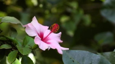 Parkta pembe orkide