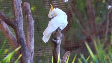 Hayvanat Bahçesi Cacadu papağan