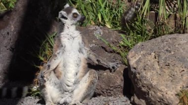 lemur hayvanat bahçesinde dinlenme