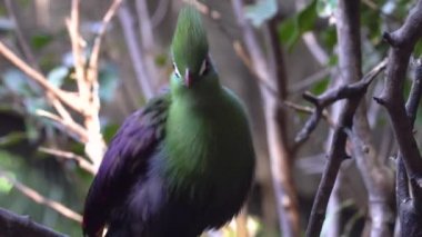 Hayvanat bahçesinde renkli kuş