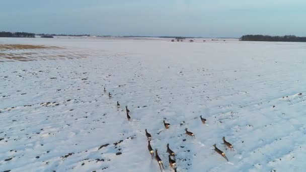 Grupo de cervos ovinos em campos de inverno — Vídeo de Stock