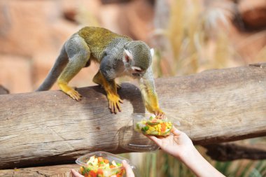 maymun tropikal Park'ta yaşıyor