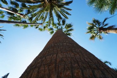 ağaçlar tropikal mavi gökyüzü karşı