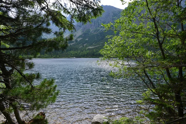 Flacher Fluss fließt durch Steine. — Stockfoto