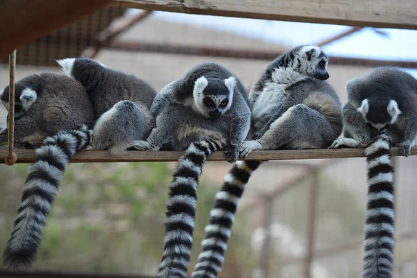 Macacos com caudas listradas no zoológico — Fotografia de Stock