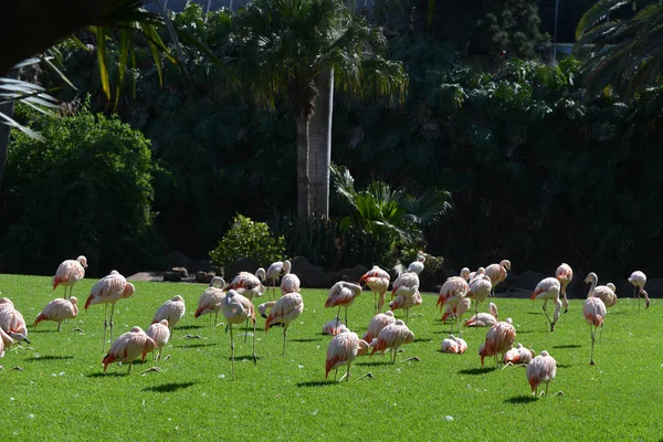 Roze flamingo's lopen — Stockfoto