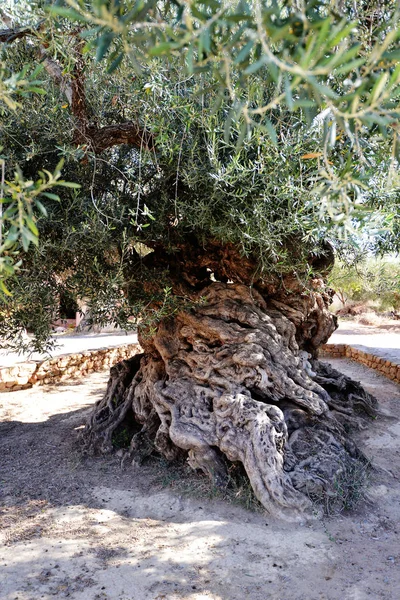 Grüne Alte Olivenbäume Wachsen — Stockfoto