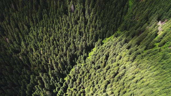 Ліс на гірських схилах. вид зверху — стокове фото