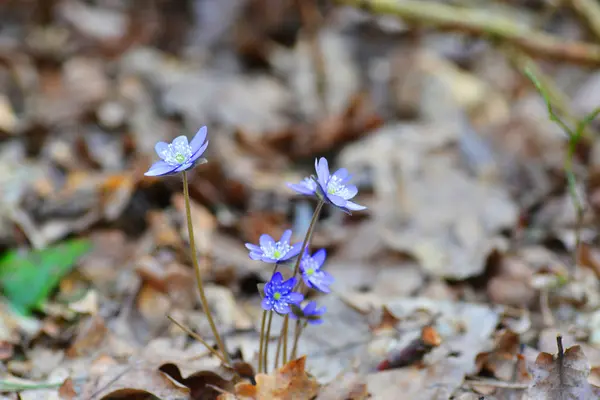 Blommande Blåsippor Våren Skogen Glade — Stockfoto