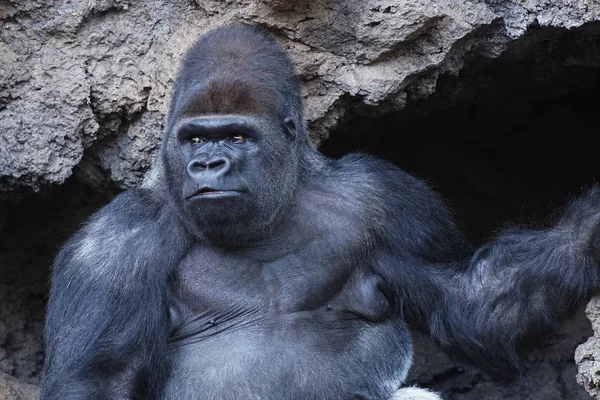 Duże małpa mieszka w tropikalnym parku — Zdjęcie stockowe