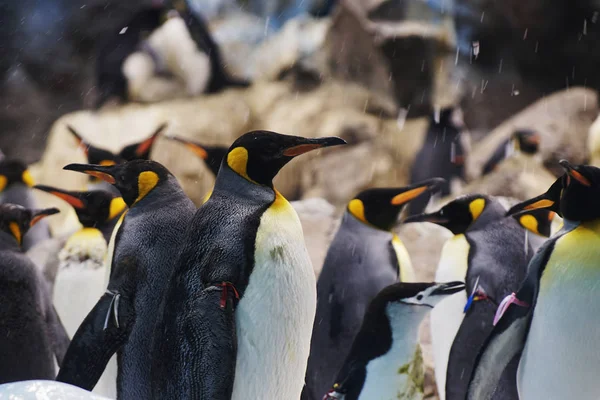 cute penguins in  zoo.