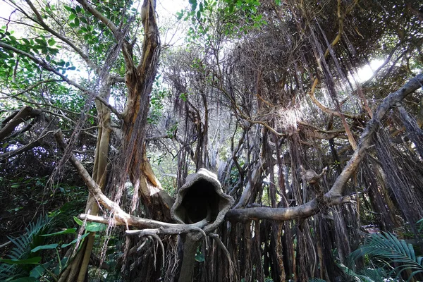 Tropisk skog med gamla träd — Stockfoto