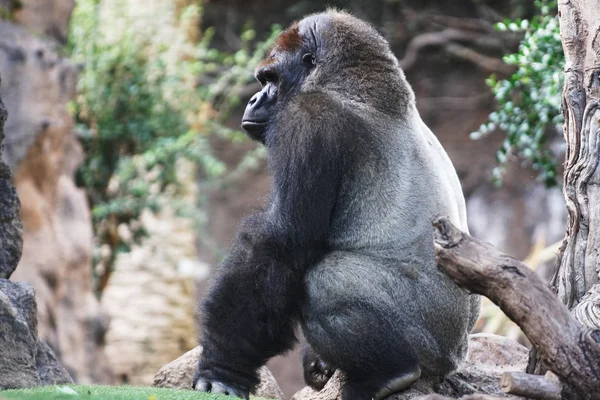 Gran mono vive en parque tropical — Foto de Stock