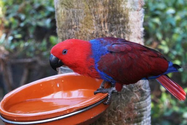 Papagaio brilhante bonito — Fotografia de Stock