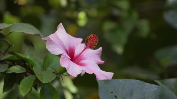 Orquídea rosa en el parque — Vídeos de Stock