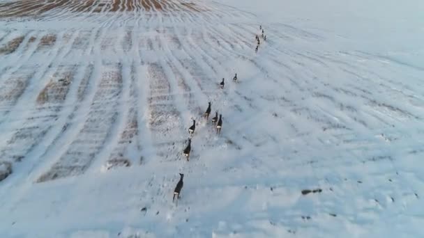 Aantal reeën in winter velden — Stockvideo