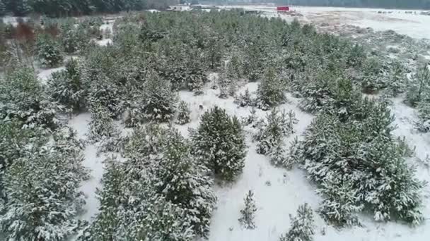 Capriolo nella foresta innevata invernale — Video Stock