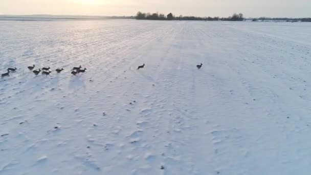 Grupo de cervos ovinos em campos de inverno — Vídeo de Stock