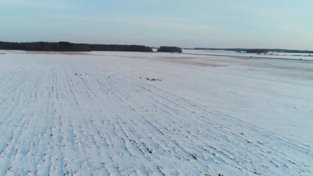 Rehgruppe auf den Winterfeldern — Stockvideo