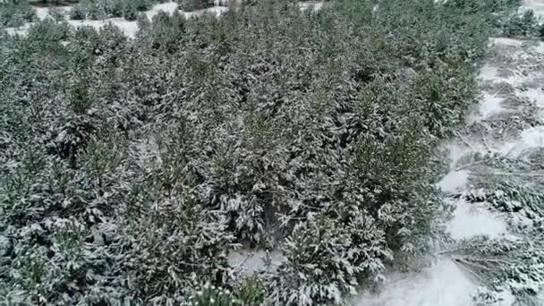 Vista aérea del bosque nevado de invierno — Vídeo de stock