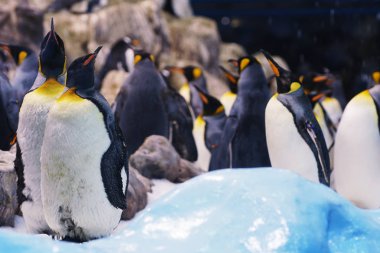 Hayvanat bahçesindeki bir grup penguen.