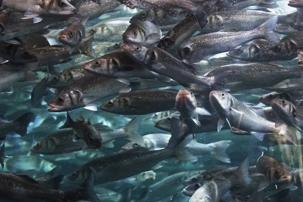 Grupp av fiskar som simmar under vattnet — Stockfoto