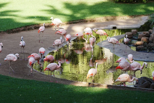 Roze flamingo's lopen — Stockfoto