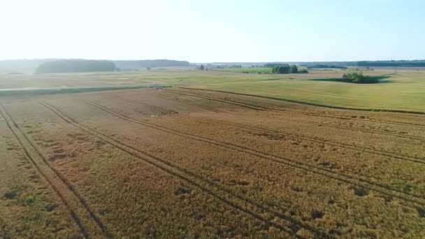 Campo de trigo vista aérea — Vídeo de Stock