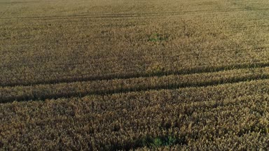 buğday alan havadan görünümü