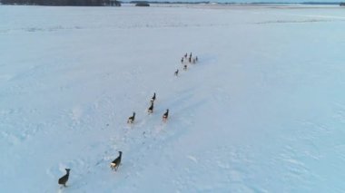 Karaca kış alanlardaki grup