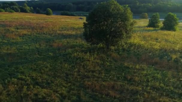 Trees in the meadows aerial view — Stock Video
