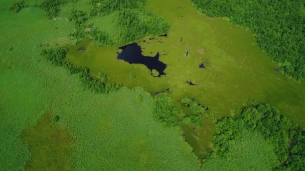 Flight over river in meadows — Stock Video