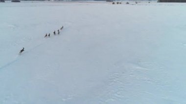 Karaca kış alanlardaki grup