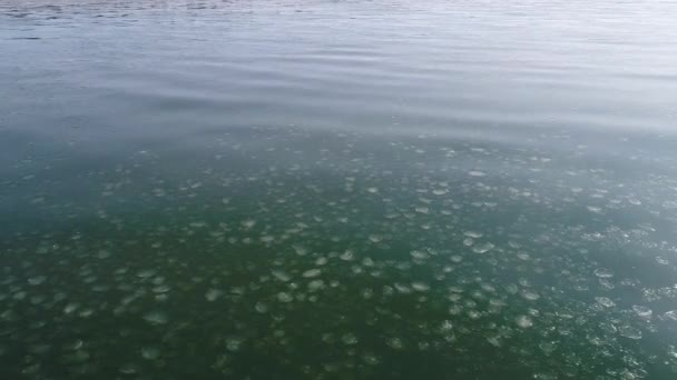 Vista aérea del pequeño hielo en el mar — Vídeo de stock