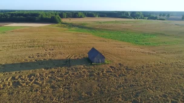 Vete fält Flygfoto — Stockvideo