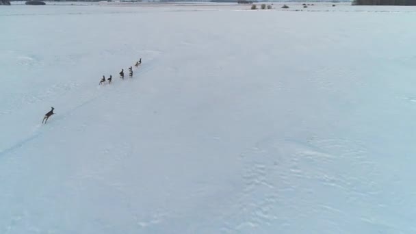 Groupe de chevreuils dans les champs d'hiver — Video