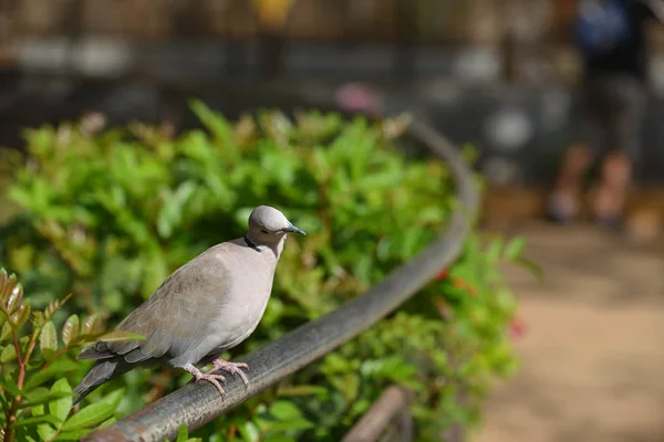 公园里的灰色热带鸟坐在栅栏上 — 图库照片