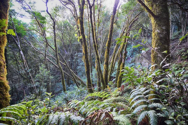 Stromy Trávu Kapradí Lesa Horských Magického Lesa — Stock fotografie