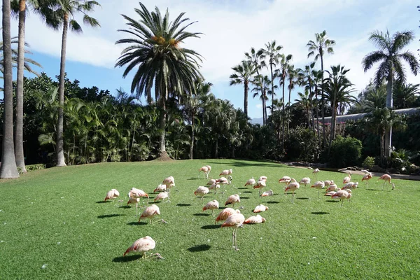 Pembe Flamingolar Park Yeşil Çimenlerin Üzerinde Yürüyüş — Stok fotoğraf