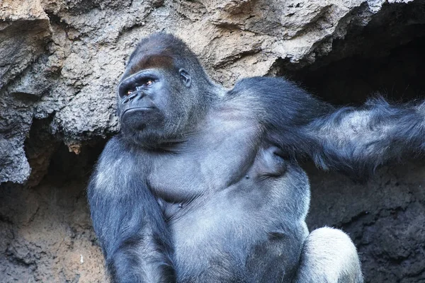 Gorilla Großer Affe Lebt Tropischem Park — Stockfoto