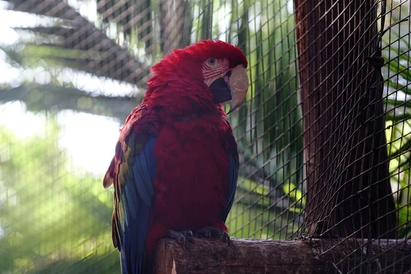 Bystry Papuga Czerwonym Piersi Zoo — Zdjęcie stockowe