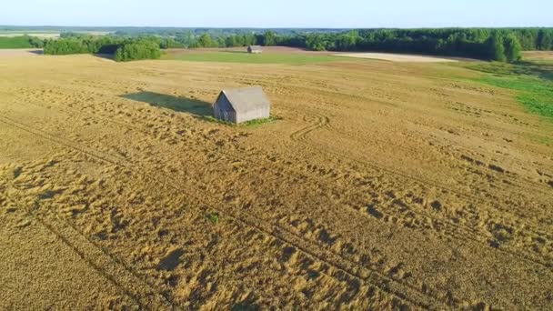 Wheat field aerial view — Stock Video