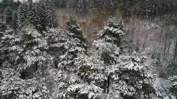 Flygfoto över vintern snöiga skogen — Stockvideo