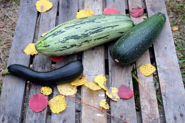 Bodegón de otoño con verduras maduras —  Fotos de Stock