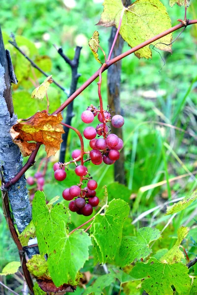 Uvas vermelhas amadurecem no ramo da videira no dia quente de verão — Fotografia de Stock