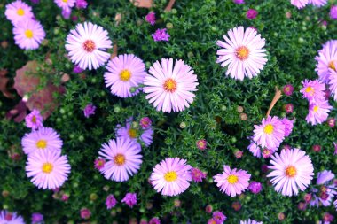 Çok güzel kasımpatı çiçeği